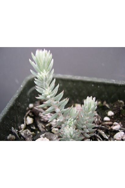 Sedum reflexum `Nanum`